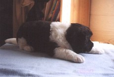 Klicken, um das Bild zu vergr��ern.